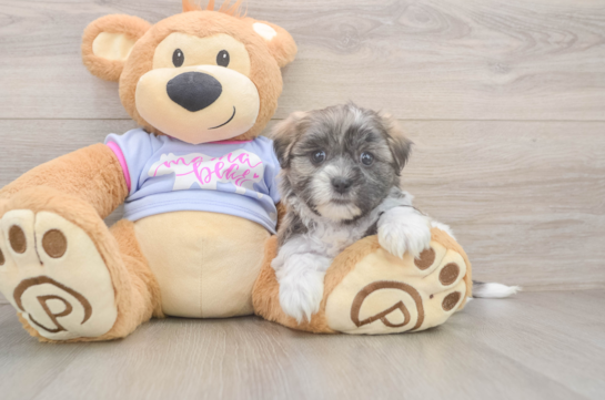 Smart Teddy Bear Designer Pup