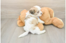 Teddy Bear Puppy for Adoption