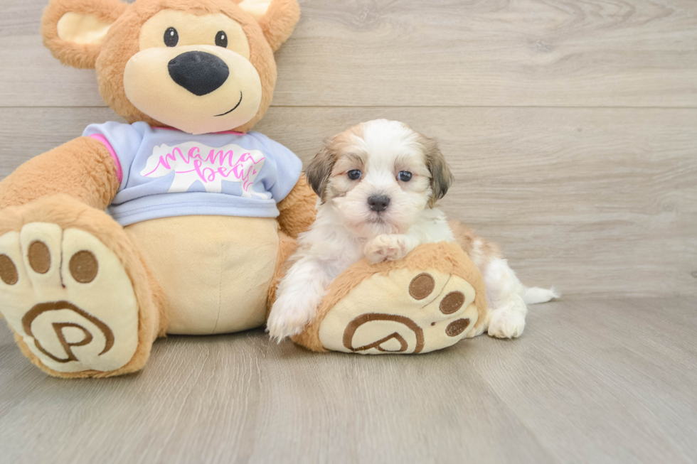 Teddy Bear Pup Being Cute