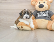 8 week old Teddy Bear Puppy For Sale - Florida Fur Babies
