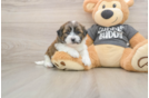Teddy Bear Puppy for Adoption