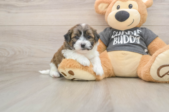 Teddy Bear Puppy for Adoption