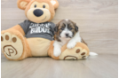 Popular Teddy Bear Designer Pup
