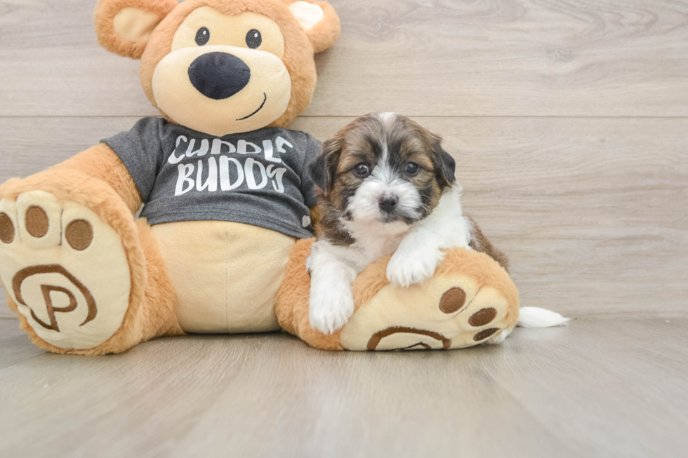 Popular Teddy Bear Designer Pup