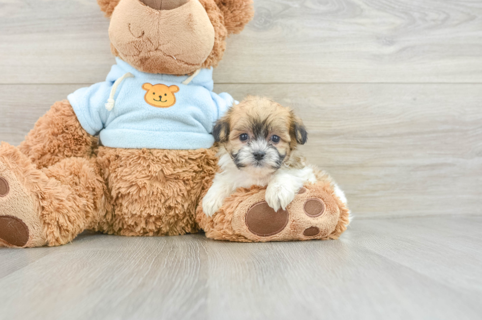 6 week old Teddy Bear Puppy For Sale - Florida Fur Babies