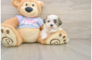 Popular Teddy Bear Designer Pup
