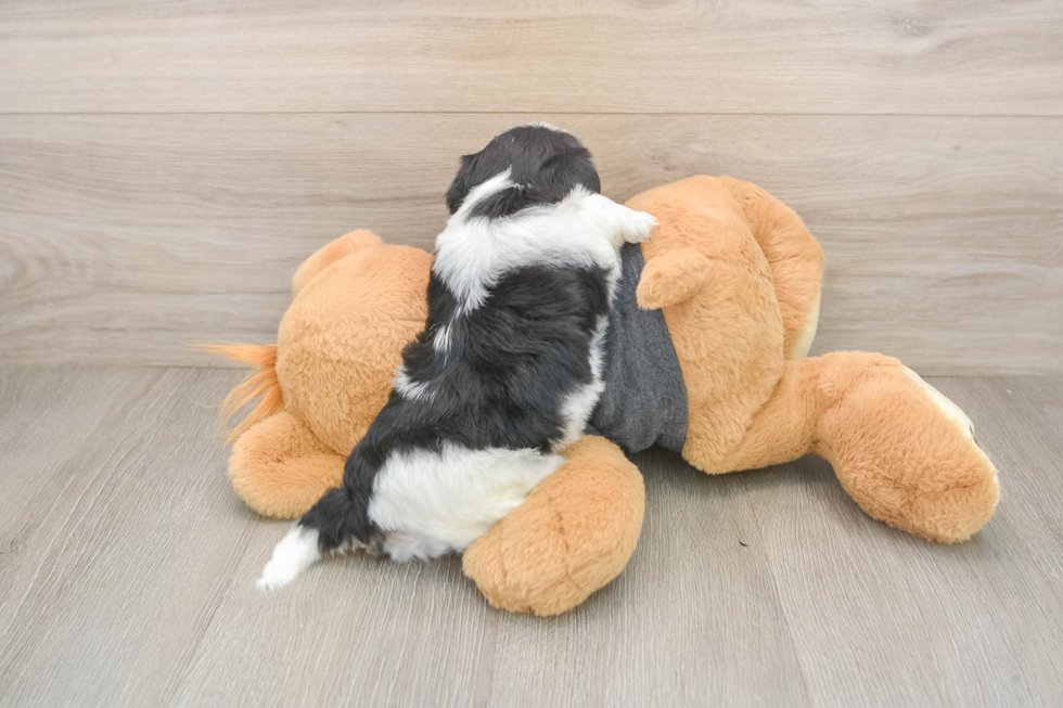 Teddy Bear Pup Being Cute