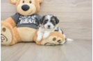 Teddy Bear Pup Being Cute