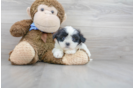 Meet Helen - our Teddy Bear Puppy Photo 1/3 - Florida Fur Babies