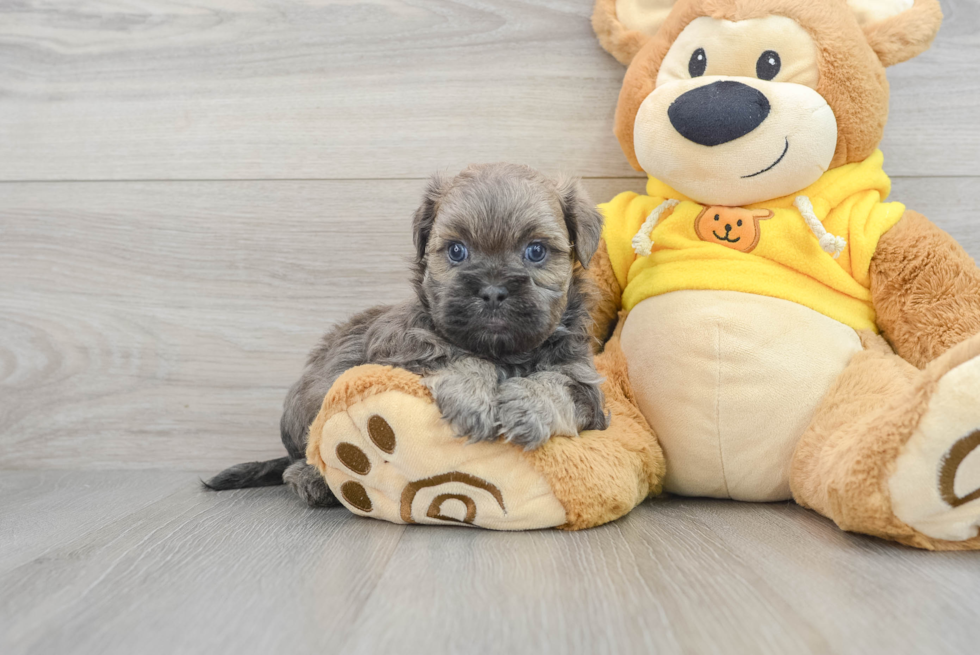 Teddy Bear Puppy for Adoption