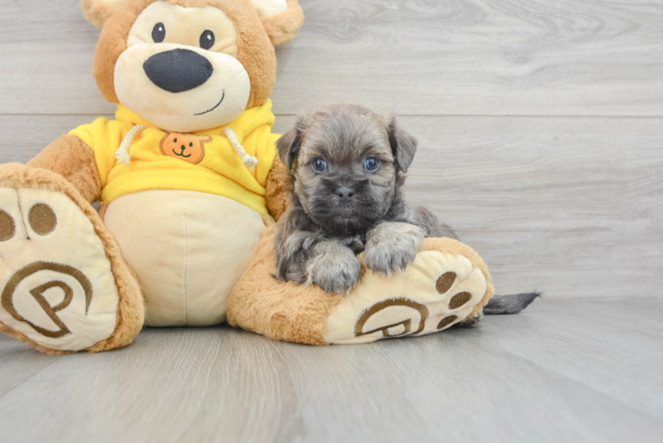 Funny Teddy Bear Designer Pup