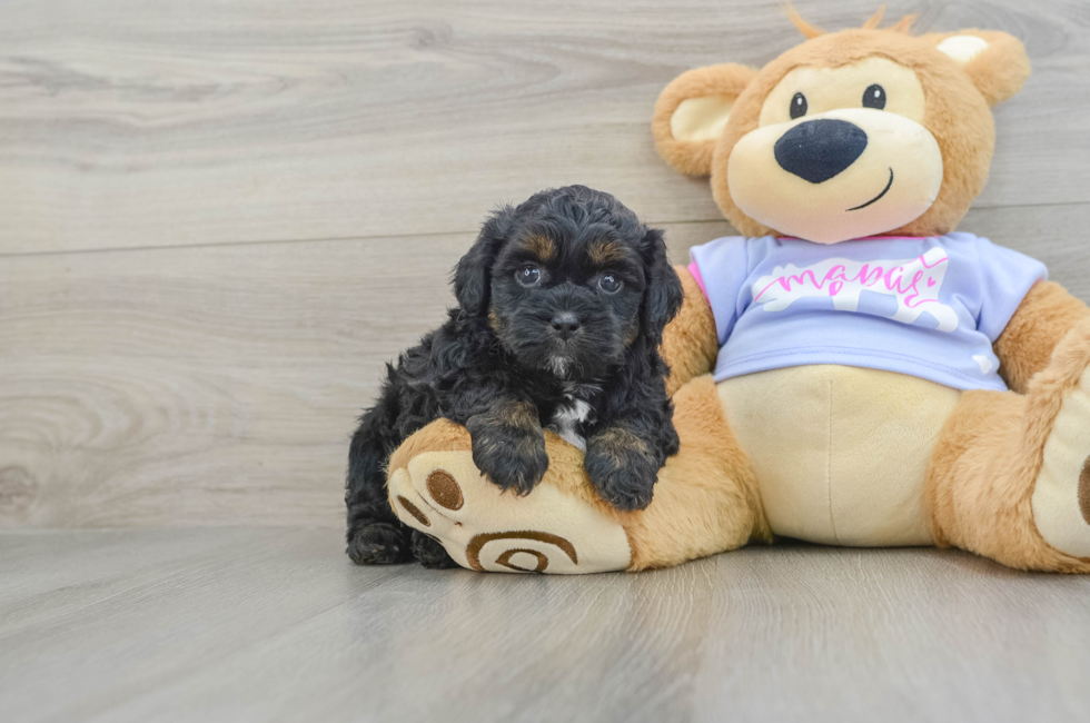 7 week old Teddy Bear Puppy For Sale - Florida Fur Babies