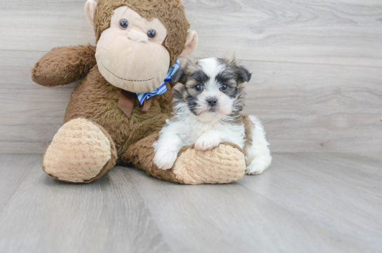 30 week old Teddy Bear Puppy For Sale - Florida Fur Babies