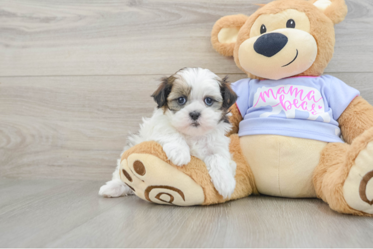 Sweet Teddy Bear Baby