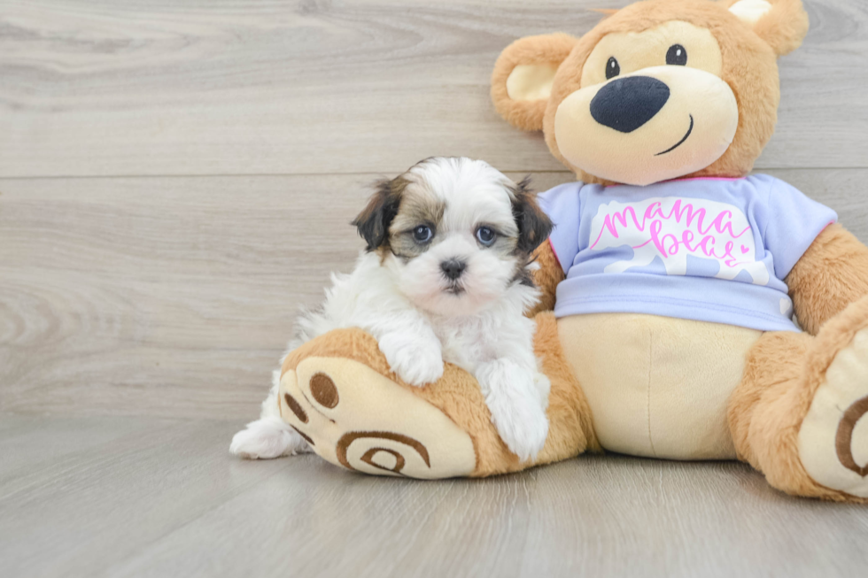 Sweet Teddy Bear Baby