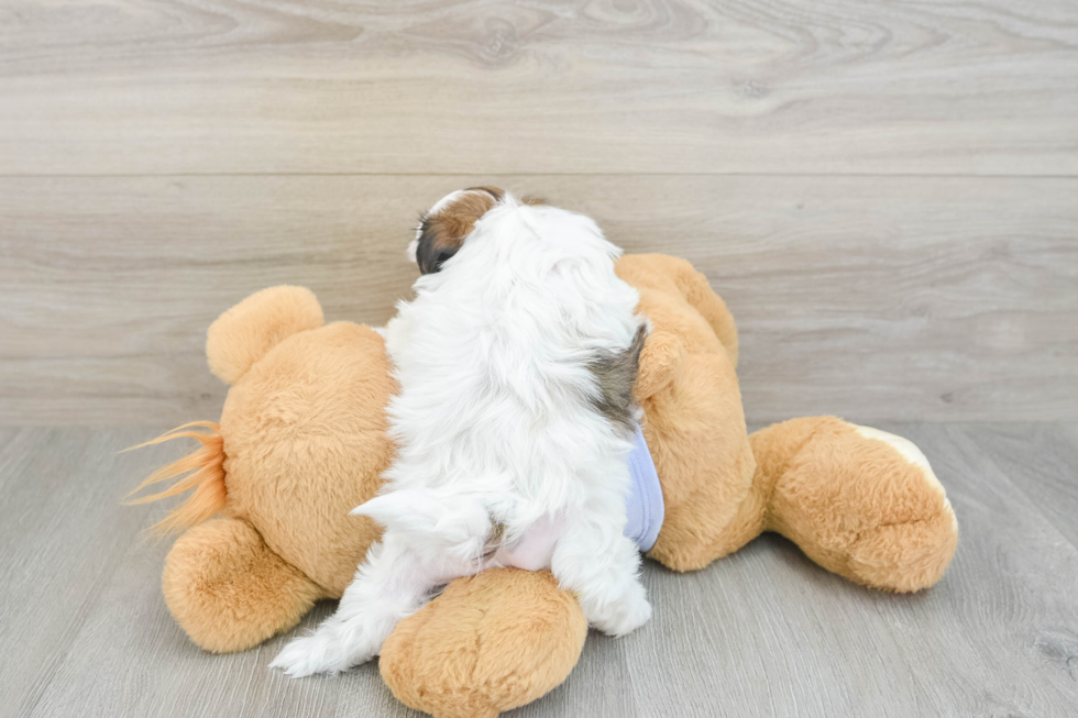 Teddy Bear Pup Being Cute