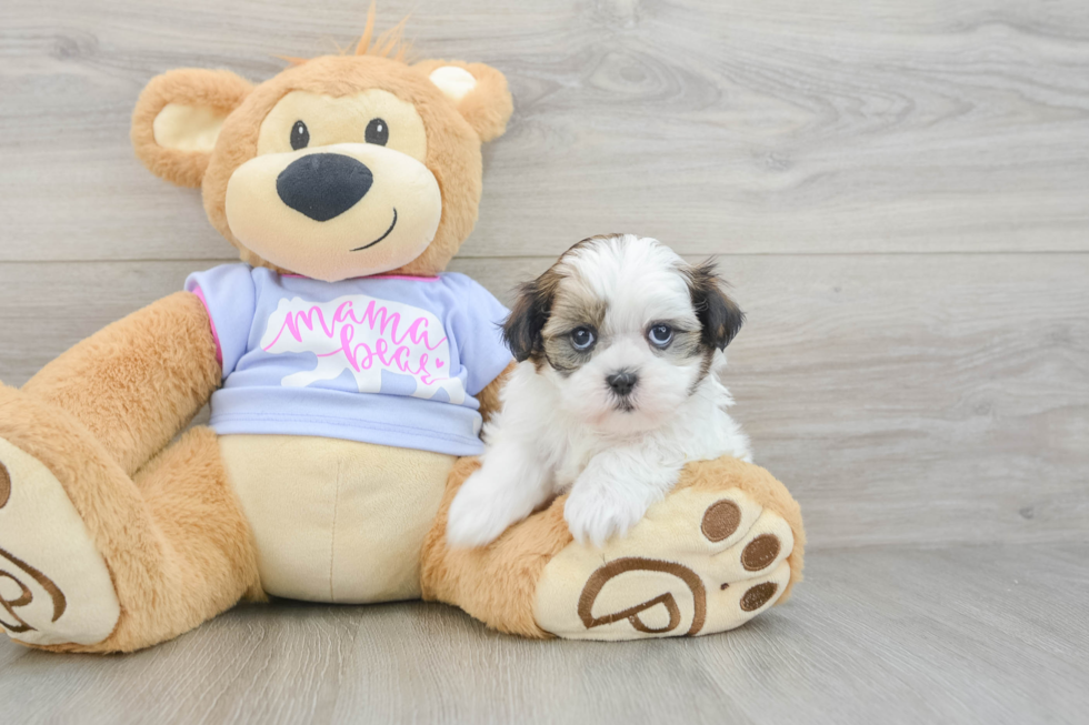 Sweet Teddy Bear Baby