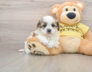 5 week old Teddy Bear Puppy For Sale - Florida Fur Babies