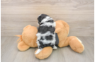 Teddy Bear Puppy for Adoption