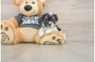 Energetic Shi Chon Designer Puppy