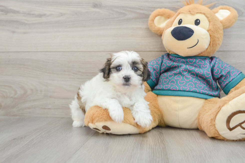 Teddy Bear Pup Being Cute