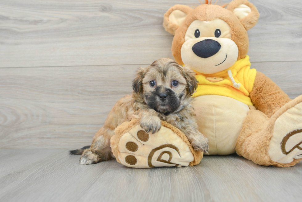 Smart Teddy Bear Designer Pup