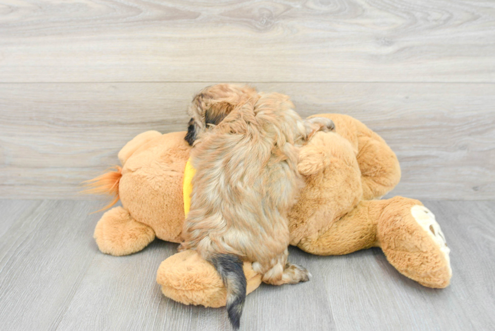 Teddy Bear Pup Being Cute