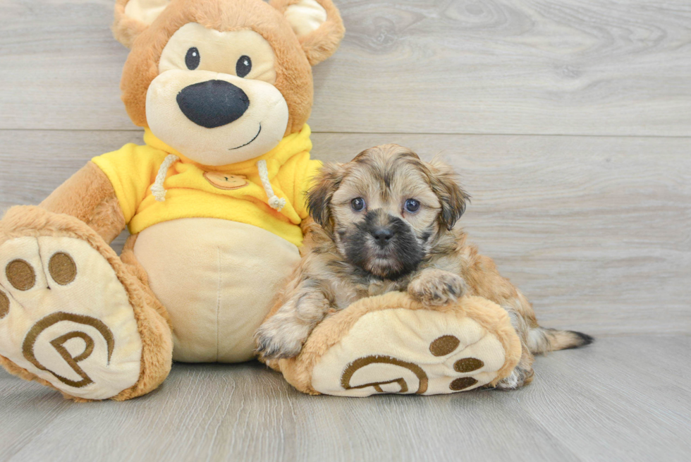Teddy Bear Pup Being Cute