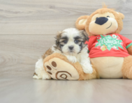 6 week old Teddy Bear Puppy For Sale - Florida Fur Babies