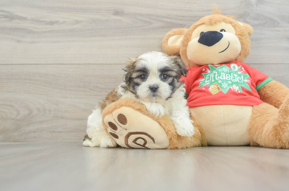 5 week old Teddy Bear Puppy For Sale - Florida Fur Babies