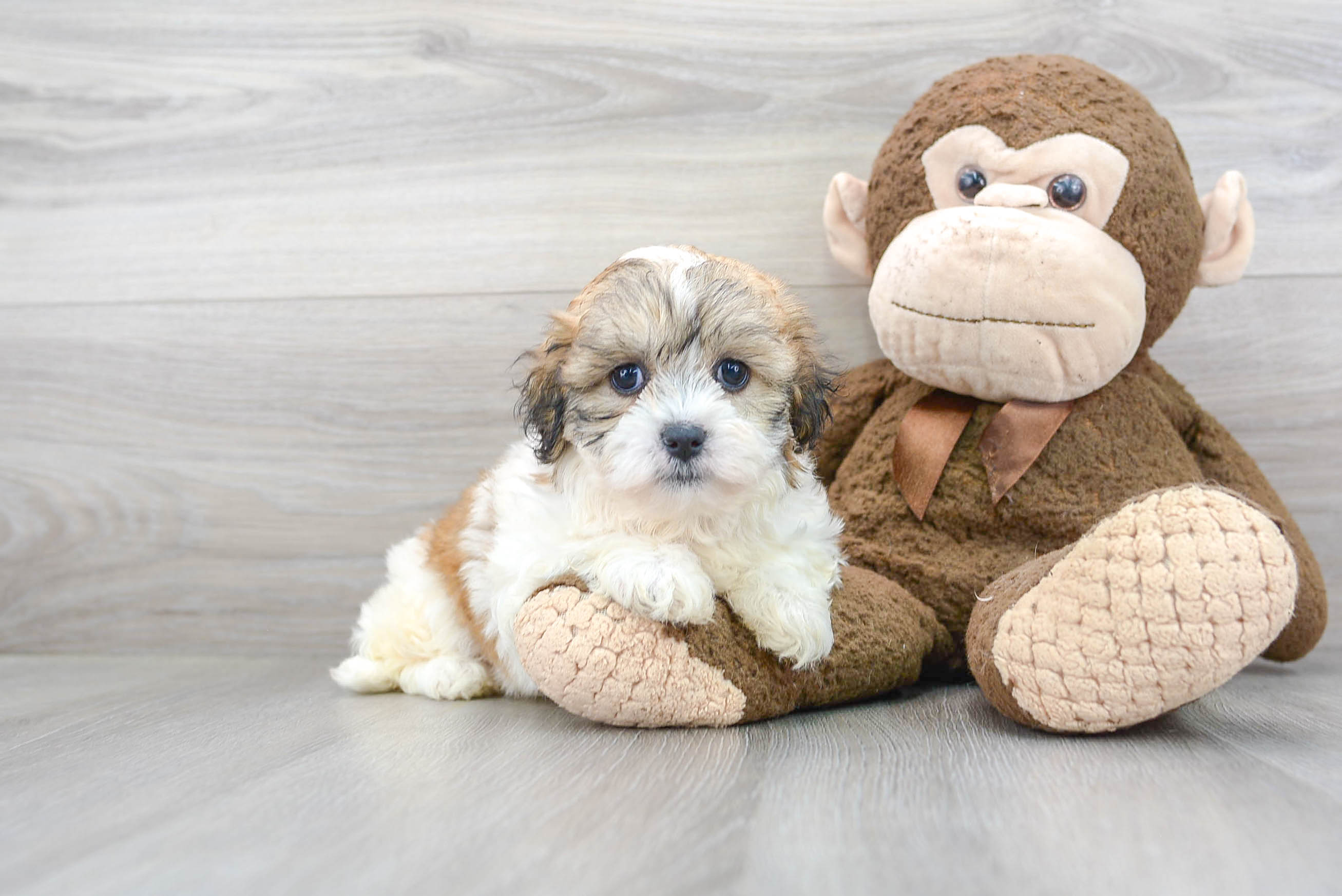 Teddy Bear Puppy for Adoption
