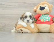 6 week old Teddy Bear Puppy For Sale - Florida Fur Babies