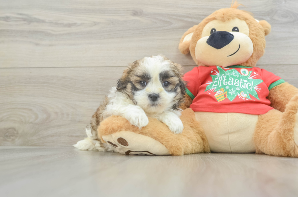 5 week old Teddy Bear Puppy For Sale - Florida Fur Babies