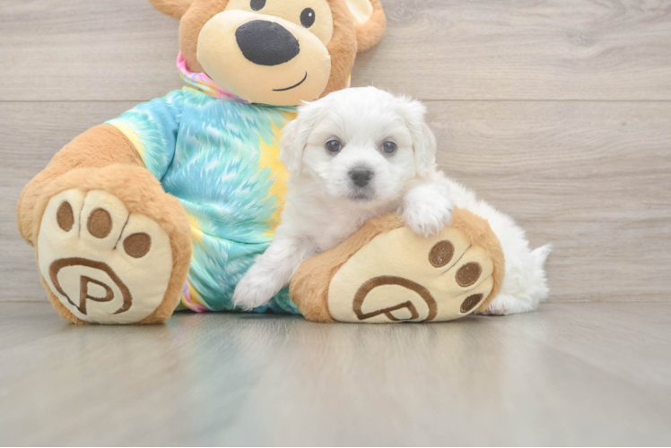 Teddy Bear Puppy for Adoption