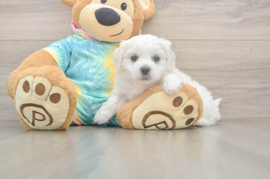 Teddy Bear Puppy for Adoption