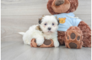Best Teddy Bear Baby