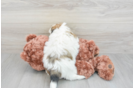 Teddy Bear Pup Being Cute
