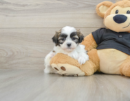 9 week old Teddy Bear Puppy For Sale - Florida Fur Babies