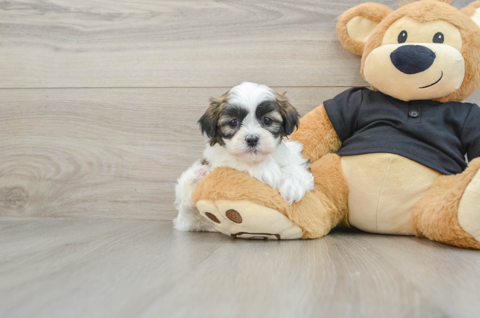 5 week old Teddy Bear Puppy For Sale - Florida Fur Babies