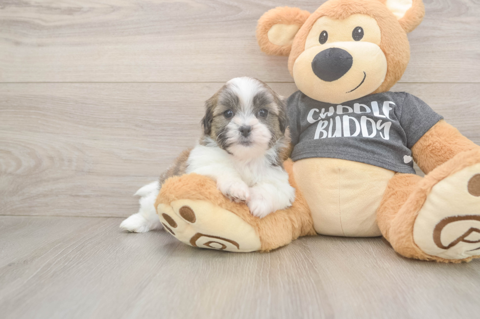 6 week old Teddy Bear Puppy For Sale - Florida Fur Babies