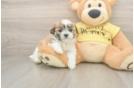 Teddy Bear Pup Being Cute