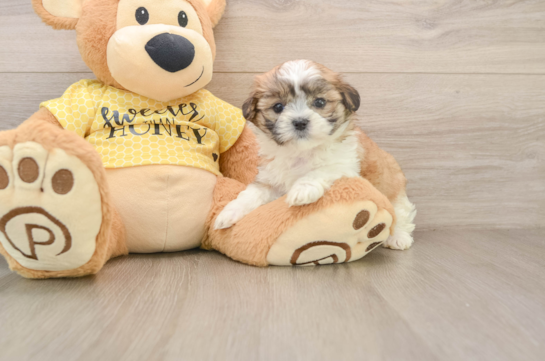 Smart Teddy Bear Designer Pup