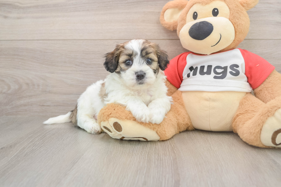 Smart Teddy Bear Designer Pup