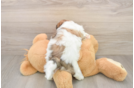 Small Teddy Bear Baby