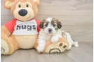 Teddy Bear Pup Being Cute