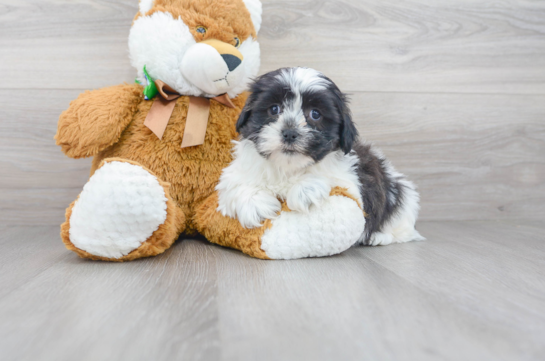 8 week old Teddy Bear Puppy For Sale - Florida Fur Babies