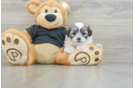 Fluffy Teddy Bear Designer Pup