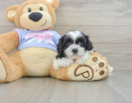 6 week old Teddy Bear Puppy For Sale - Florida Fur Babies