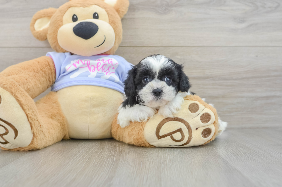 5 week old Teddy Bear Puppy For Sale - Florida Fur Babies