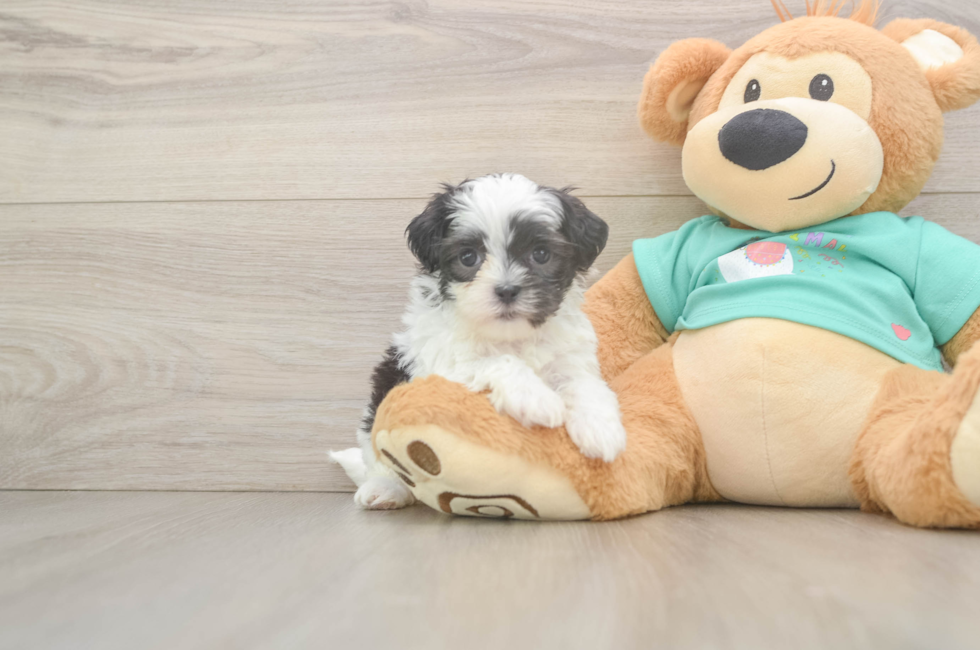 6 week old Teddy Bear Puppy For Sale - Florida Fur Babies